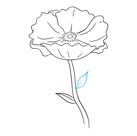 poppy flower drawing easy|drawing a poppy step by.